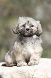 LHASSA APSO 067